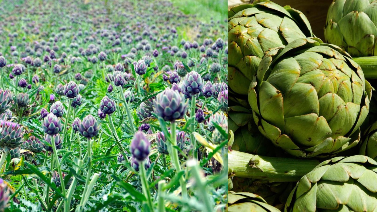 How to Grow Artichokes: Planting and Growing Globe Artichokes