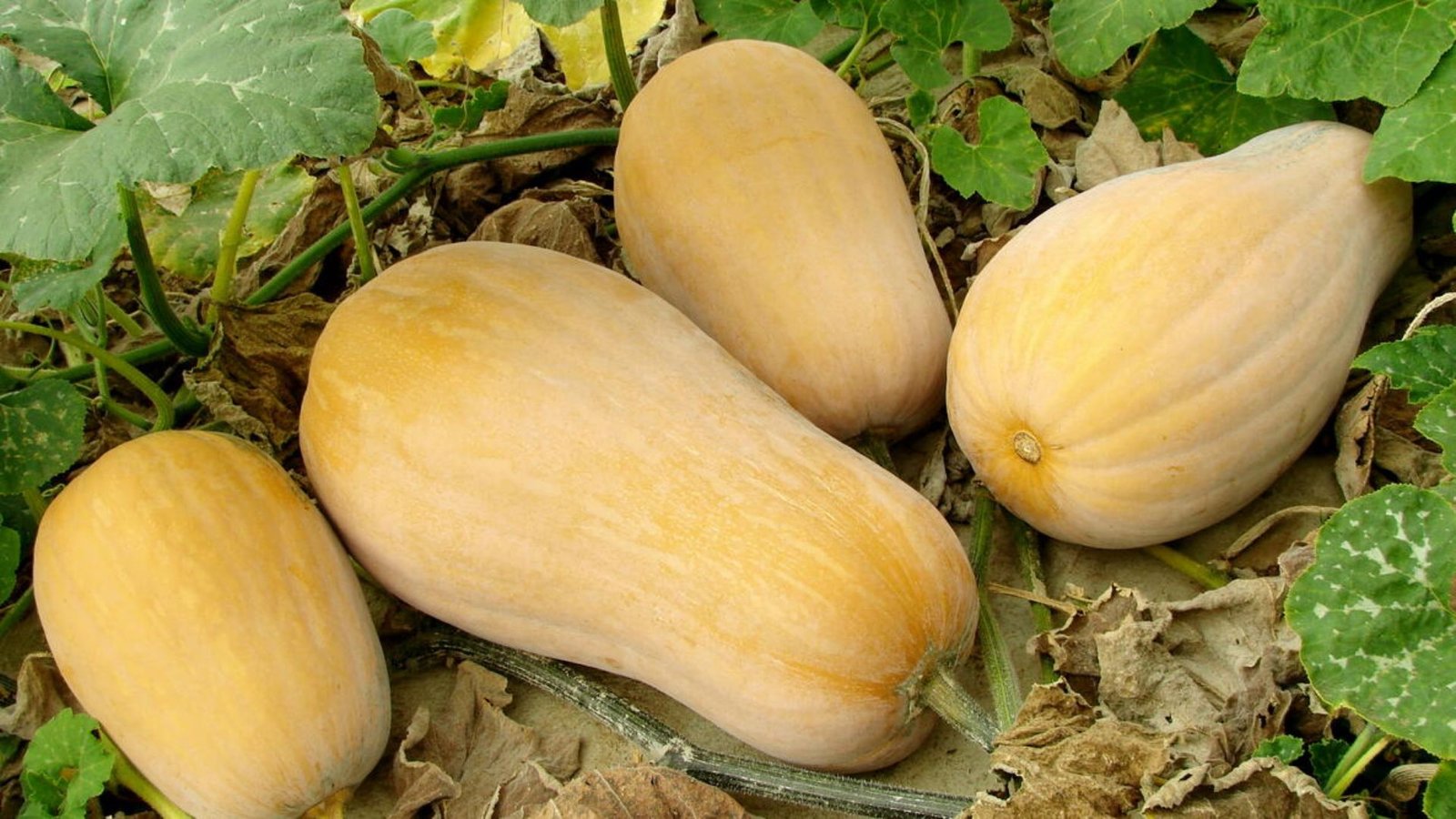Winter Squash