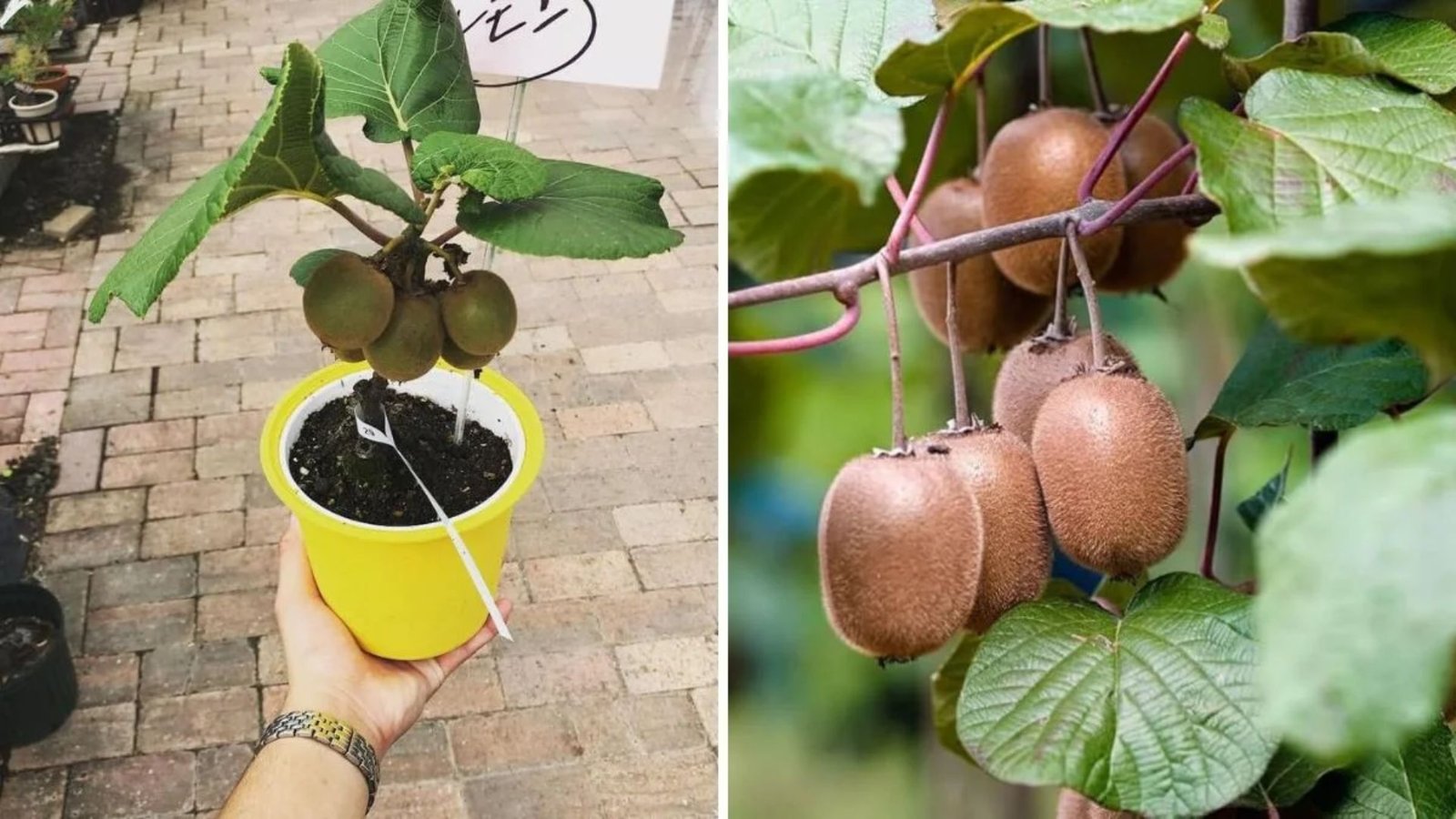 How to Grow Kiwi Plants