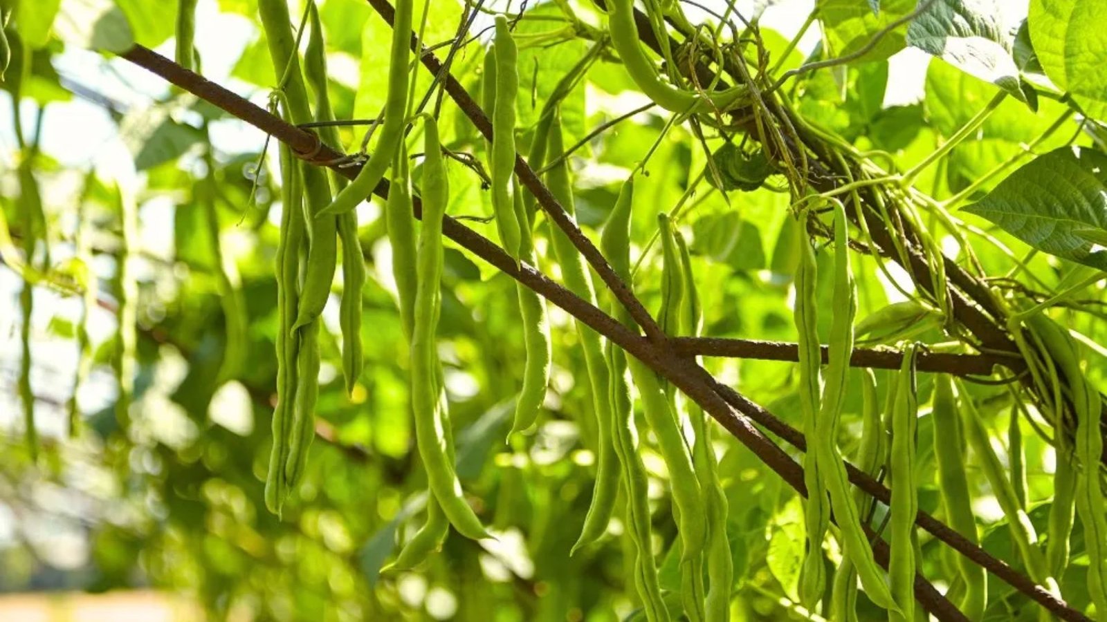 Propagate Wing Beans